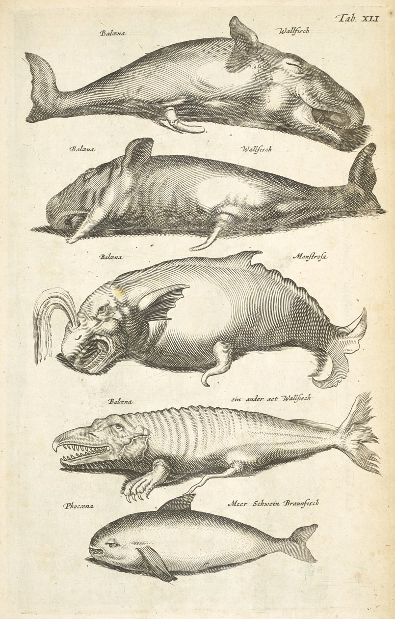 Tab XLI, Balene, Illustrazione da 