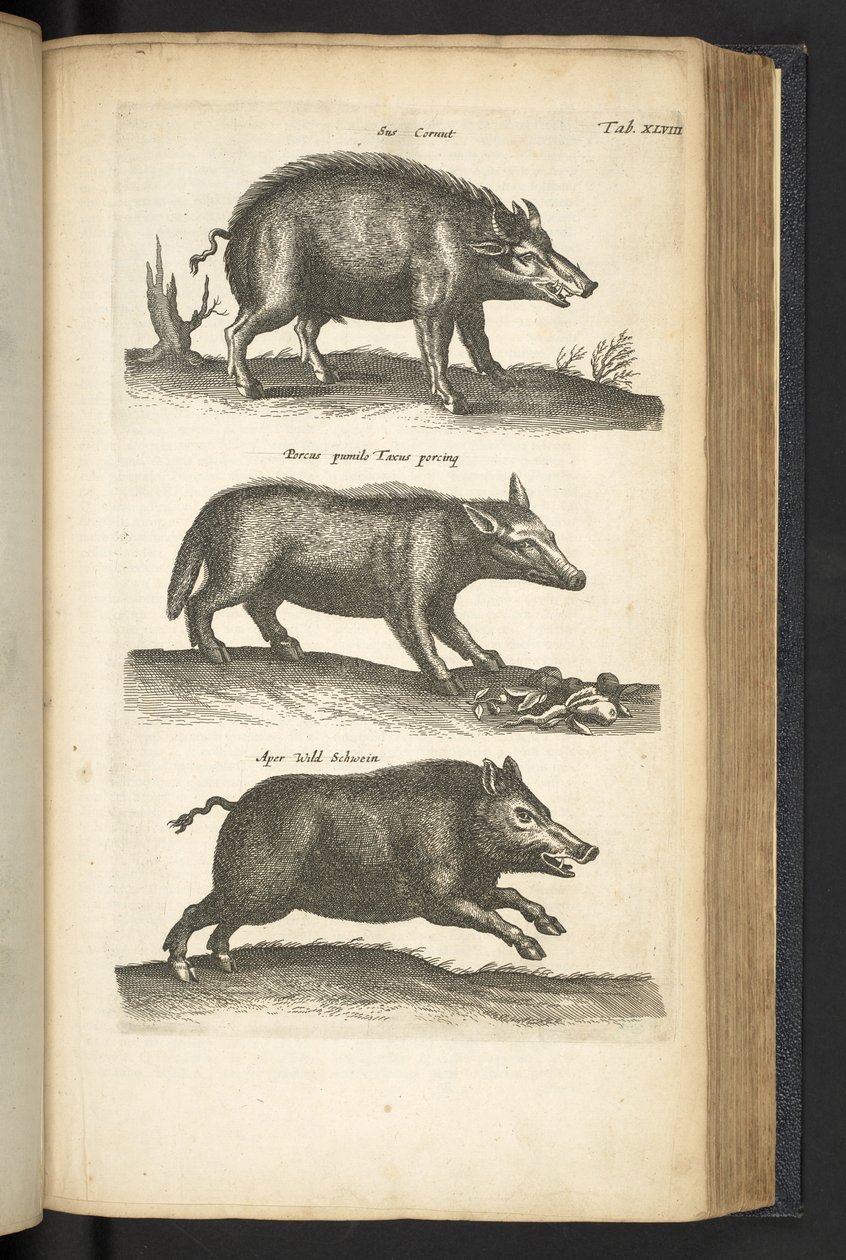 Tab XLVIII, Cinghiale, Illustrazione da 