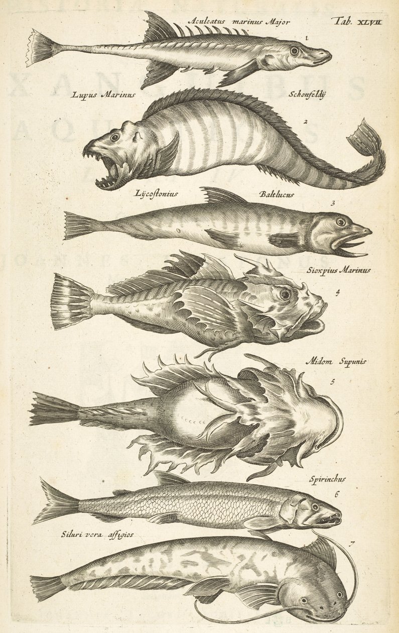 Tab XLVII, Specie di pesci, Illustrazione da 