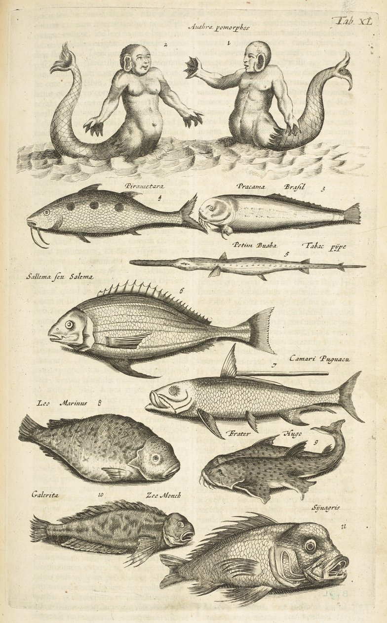 Tab XL, Antropomorfi; Sirena; Tritone; Pesce tropicale, Illustrazione da 