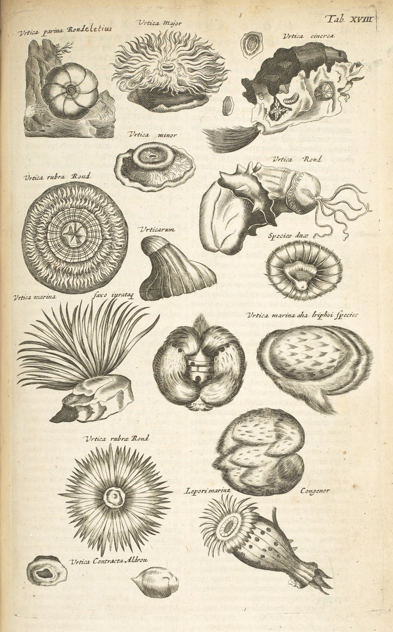 Tab XVIII, Vita marina, Illustrazione da 