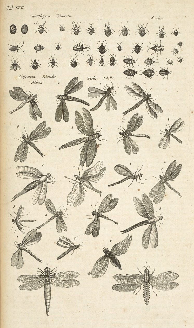 Tab XVII, Libellule, Illustrazione da 