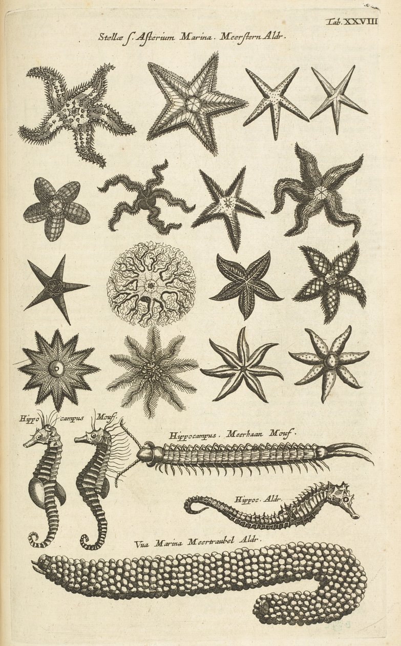 Tab XXVIII, Stelle marine e cavallucci marini, Illustrazione da 