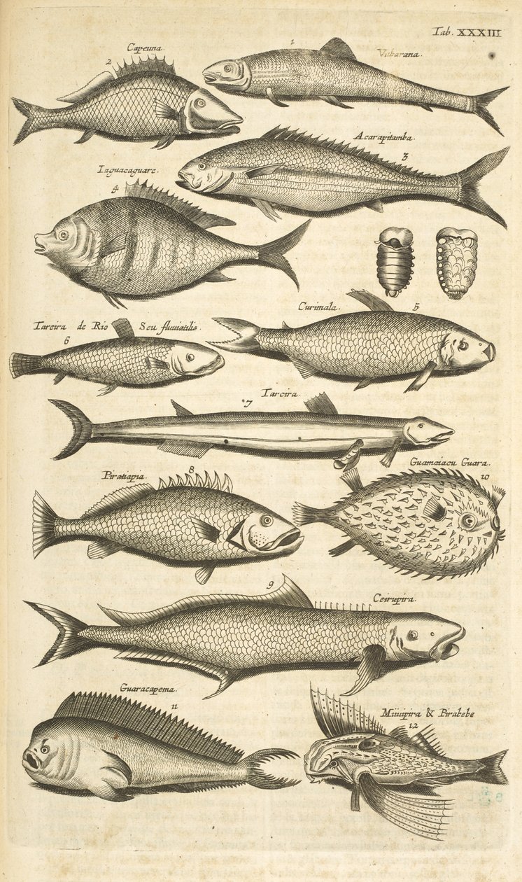 Tab. XXXIII, Pesci spinosi, Illustrazione da 