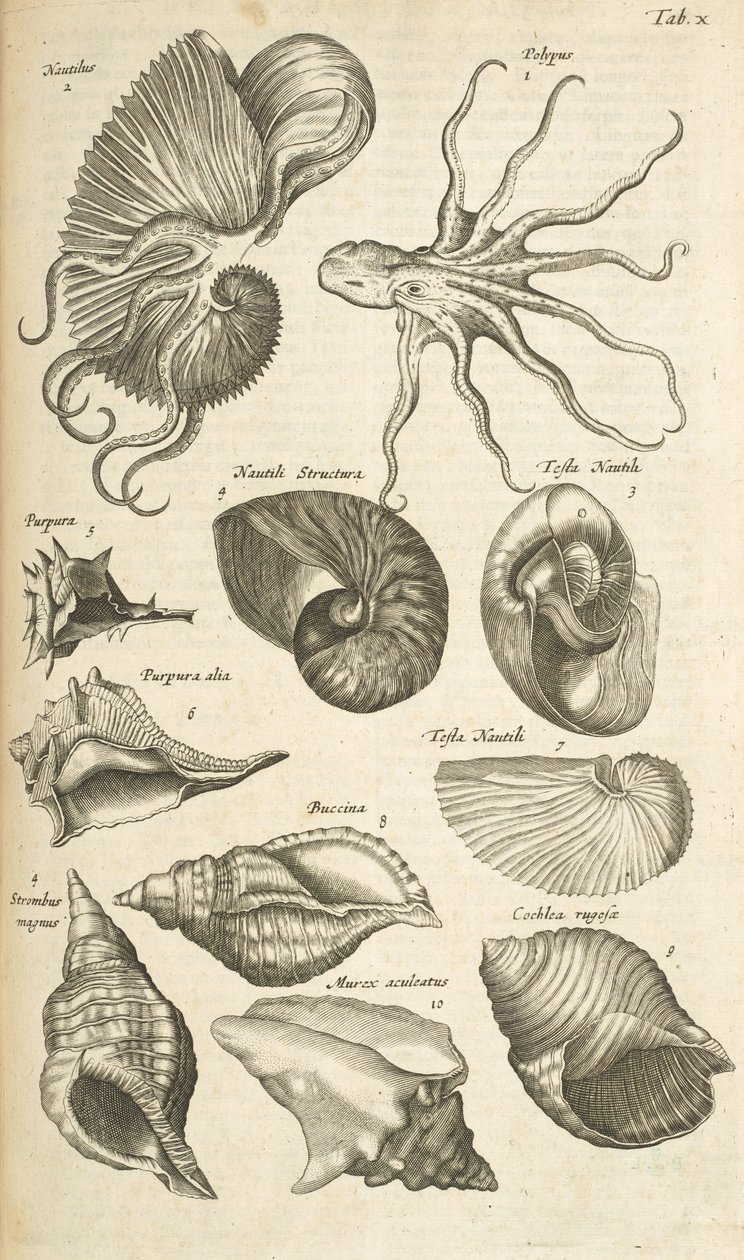 Tab X, Polpo e conchiglie di Nautilus, Illustrazione da 
