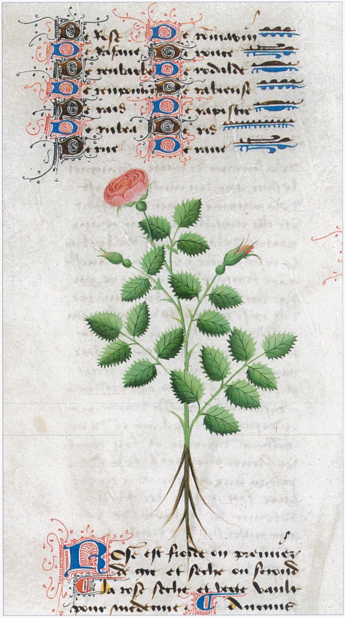  da Matthaeus Platearius