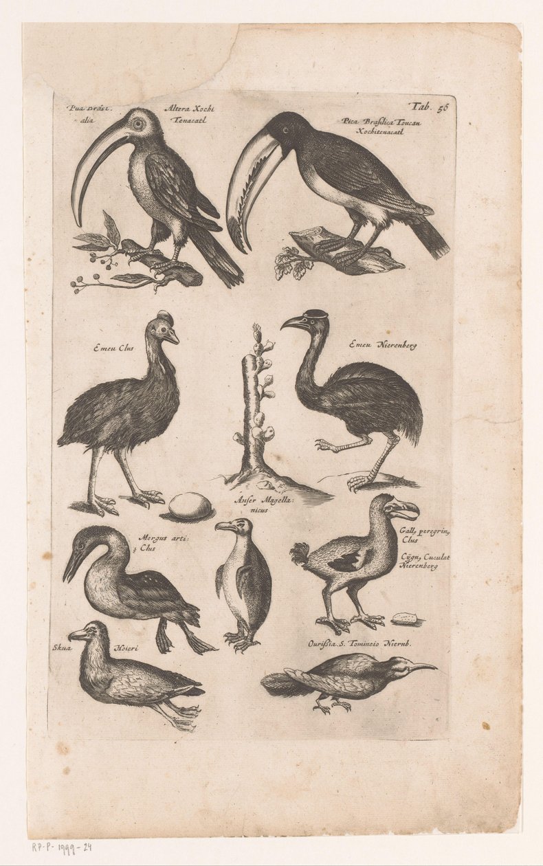 Tucani e altri uccelli da Matthaus Merian