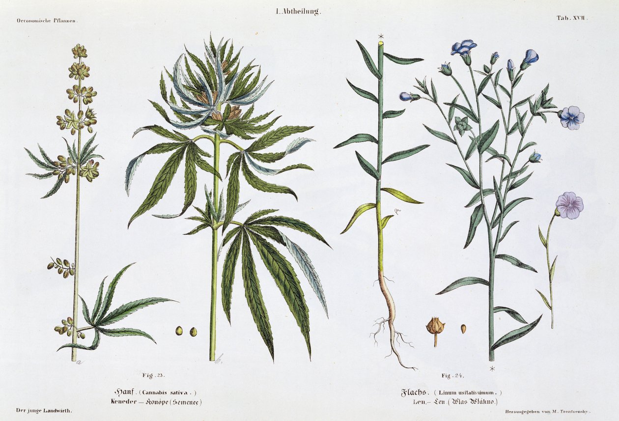 Cannabis e lino, da 