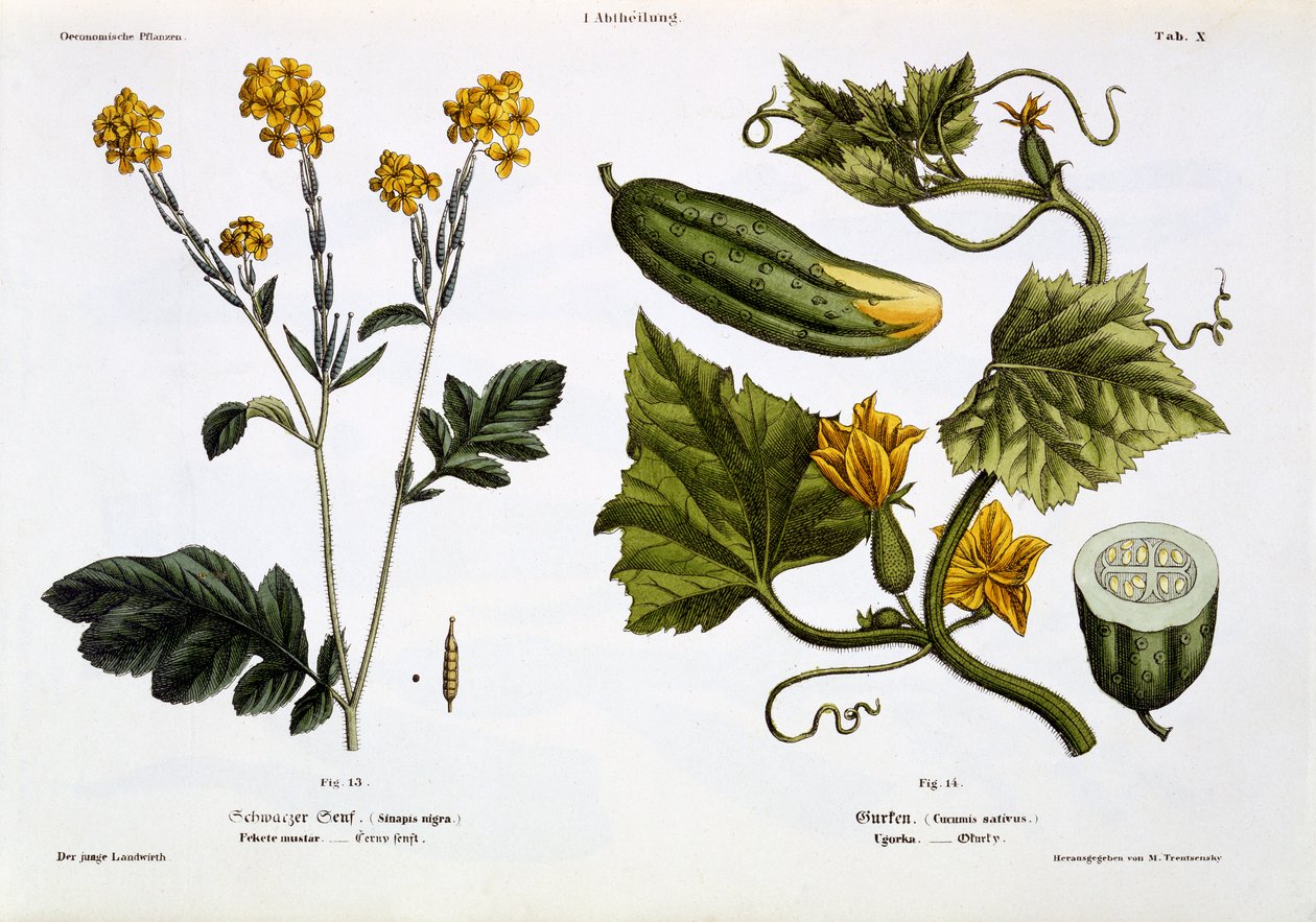 Sinapis nigra (fig 13), Cucumis Sativus (fig 14), da 