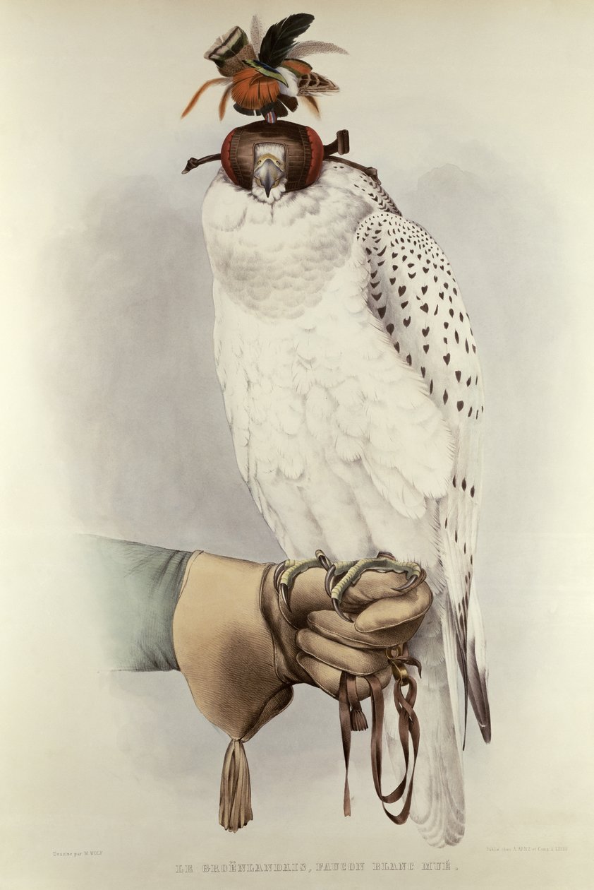 Le Groenlandais, Faucon Blanc Mue, da Traite de Fauconnerie di H. Schlegel & A.H. Verster de Wulverhorst, 1844-53 da Mattias Wolf
