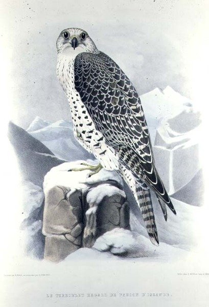 Falco islandese, da 