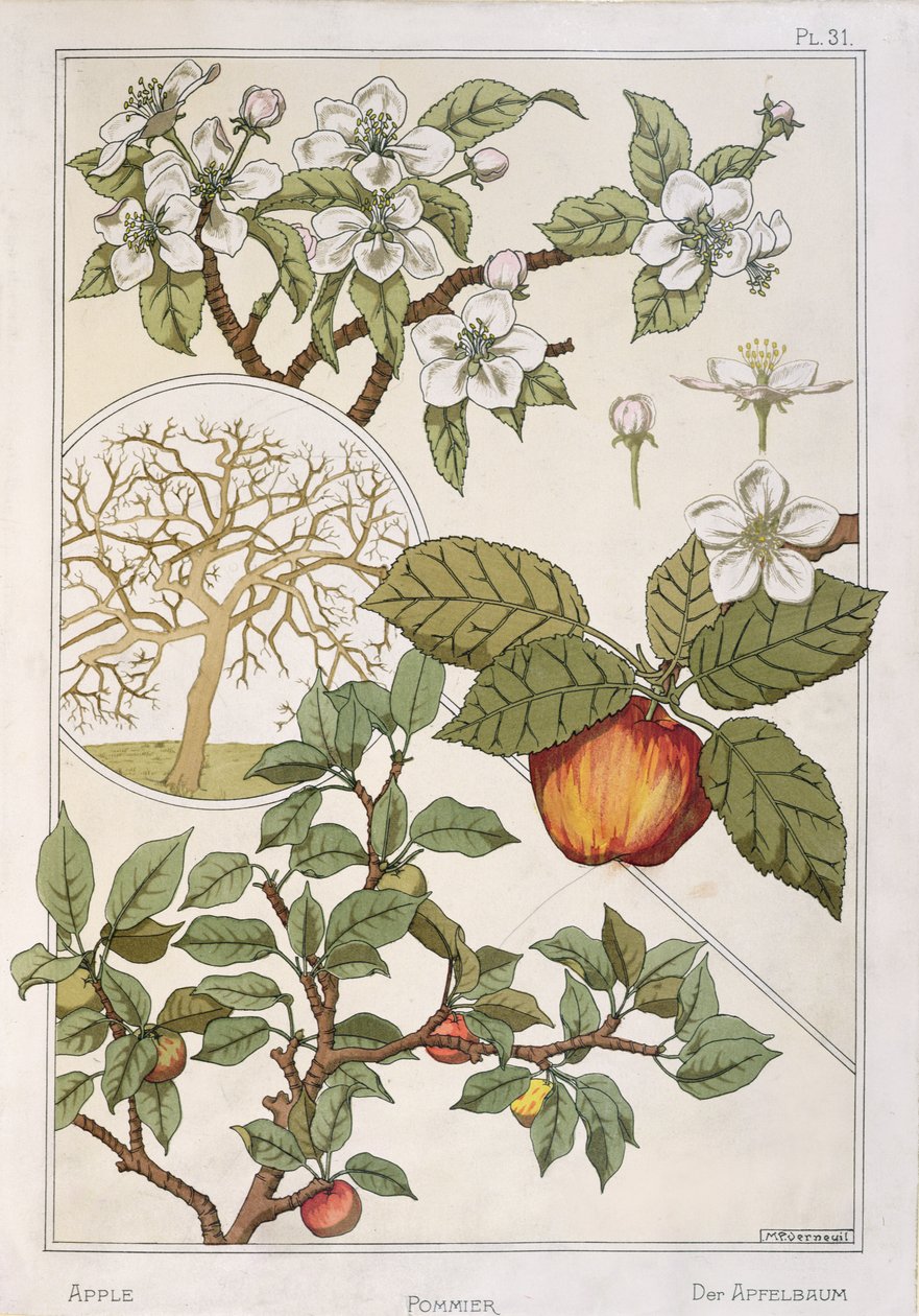 Albero di mele, frutti e fiori, da 