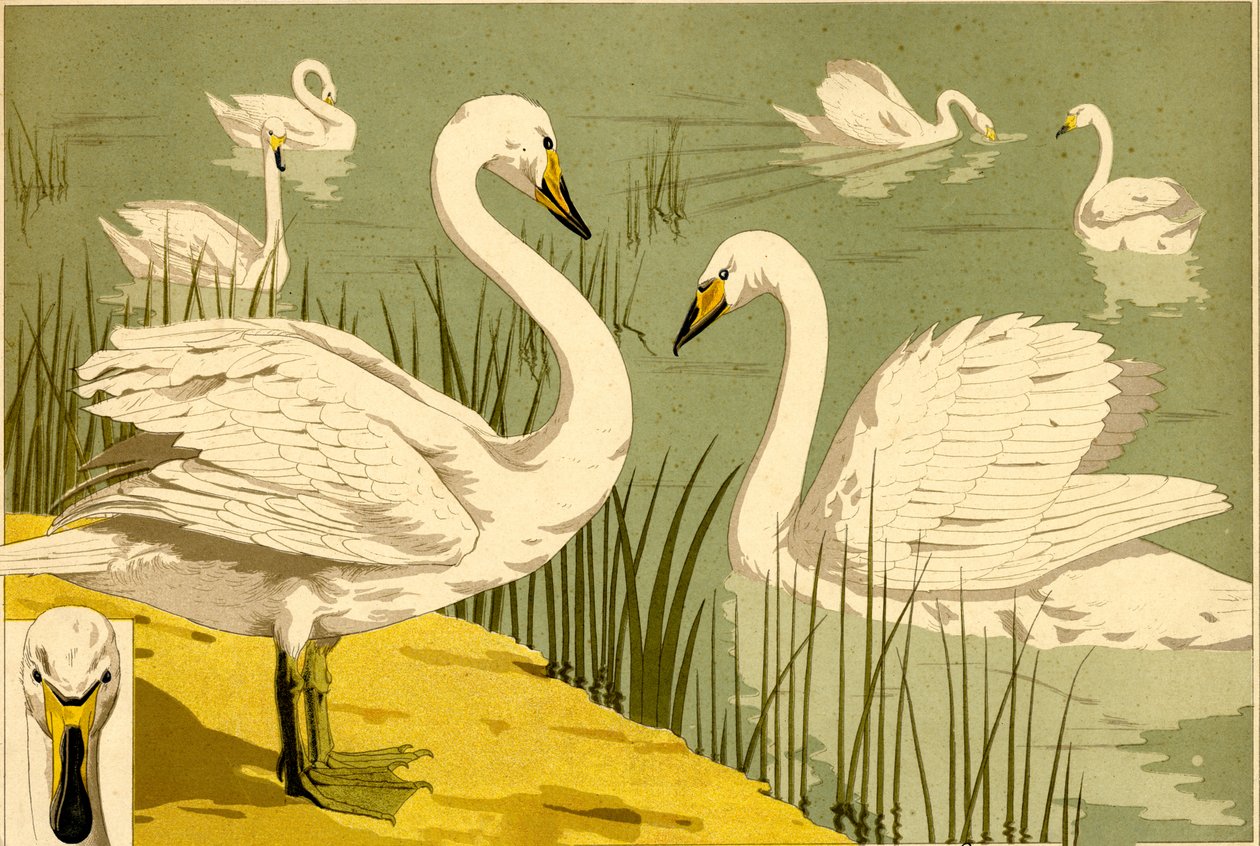 Cigni in canna come motivo decorativo della natura (litografia) da Maurice Pillard Verneuil
