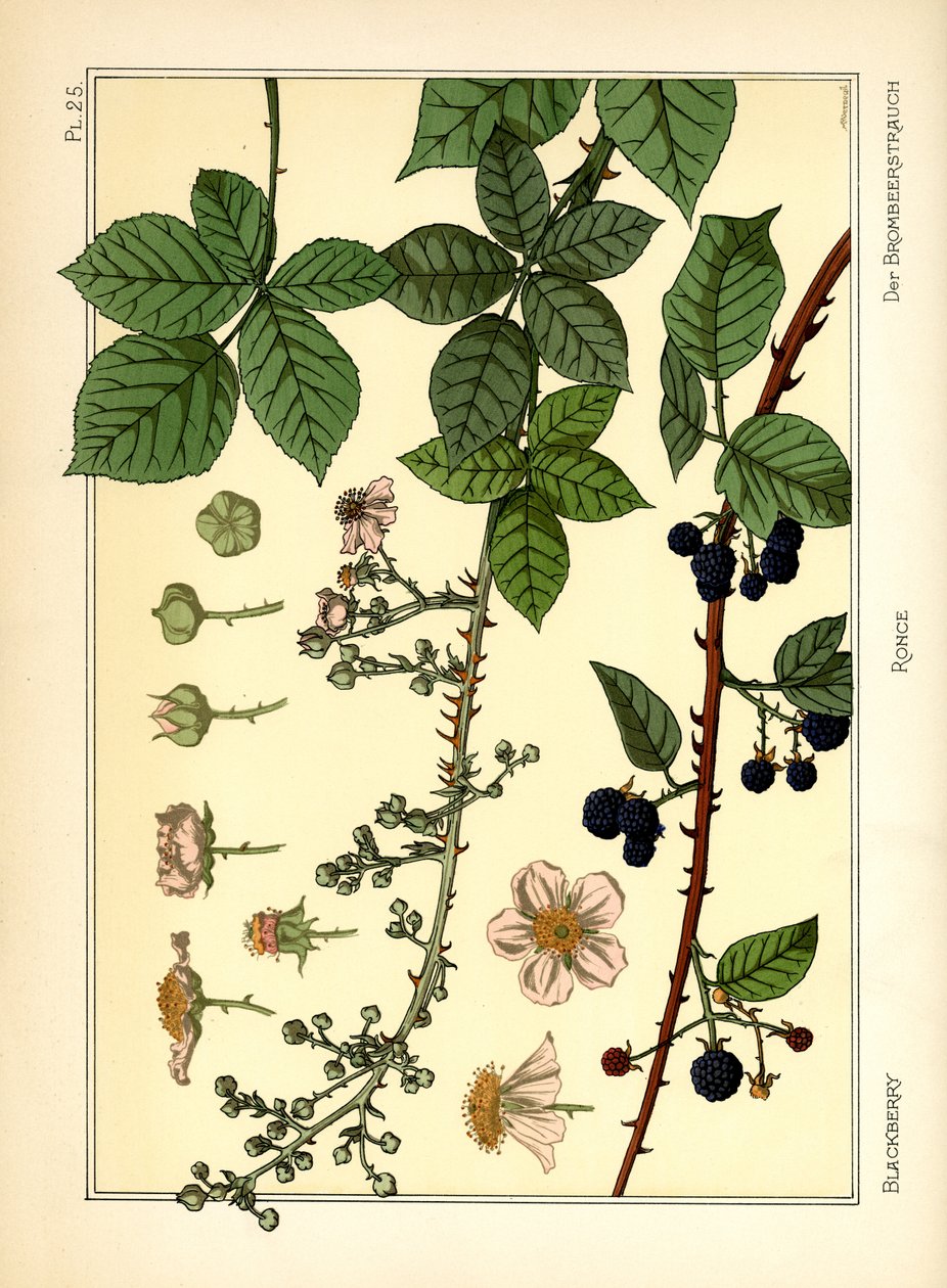 Il cespuglio di more da Maurice Pillard Verneuil
