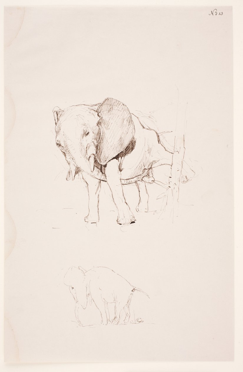 "Weg der Befleckung" - Elefante che espleta i suoi bisogni. 2 studi da Max Klinger
