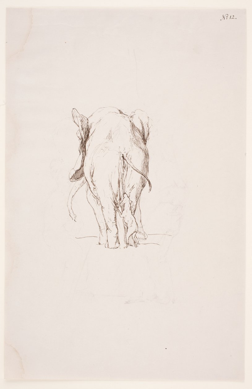 Weg der Befleckung - Elefante e cane annusante da Max Klinger