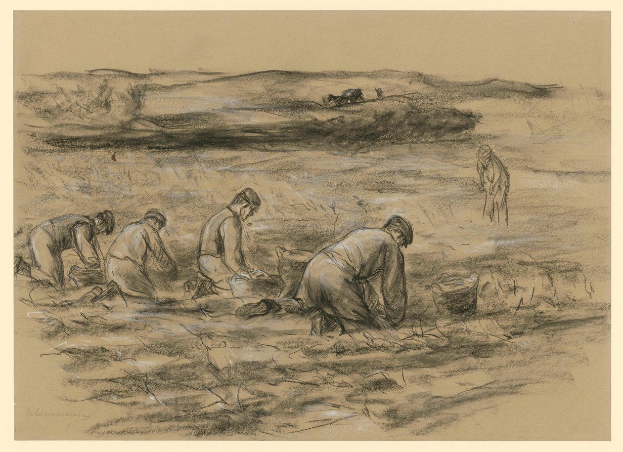 Scavatore di patate a Zandvoort da Max Liebermann
