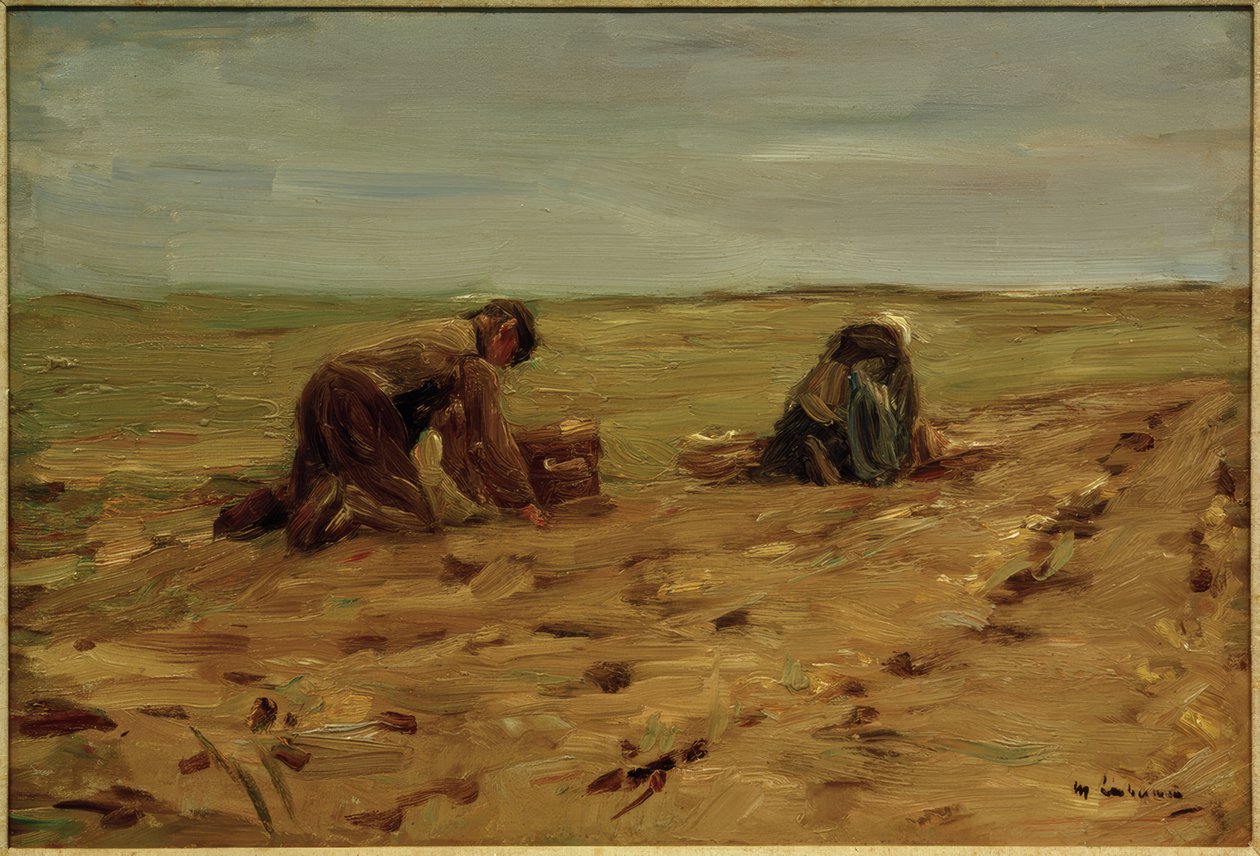 Raccolta di patate nelle dune da Max Liebermann