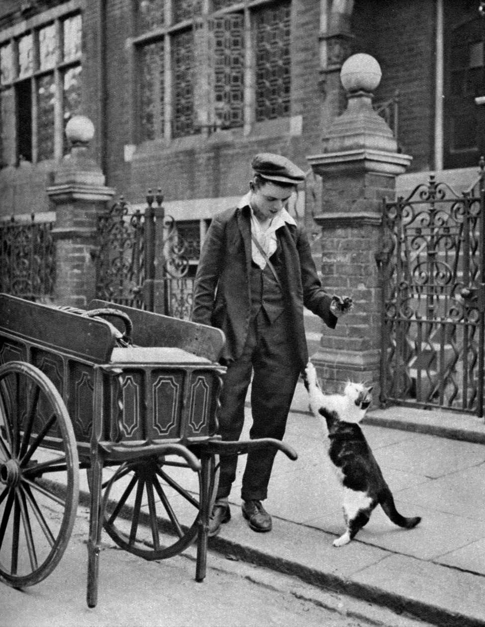 Venditore di carne di gatto, Londra da McLeish