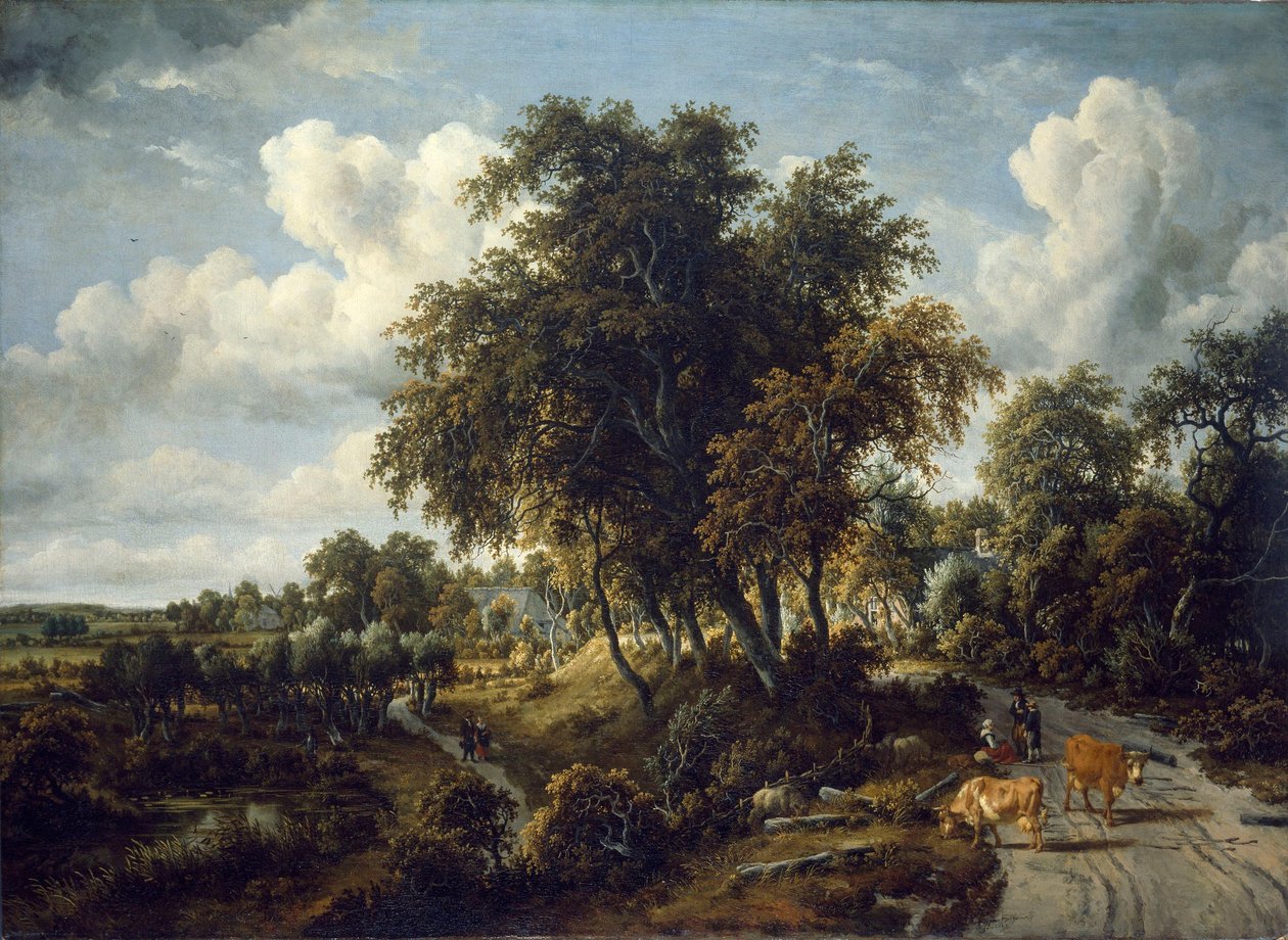 Paesaggio boscoso: il sentiero sull