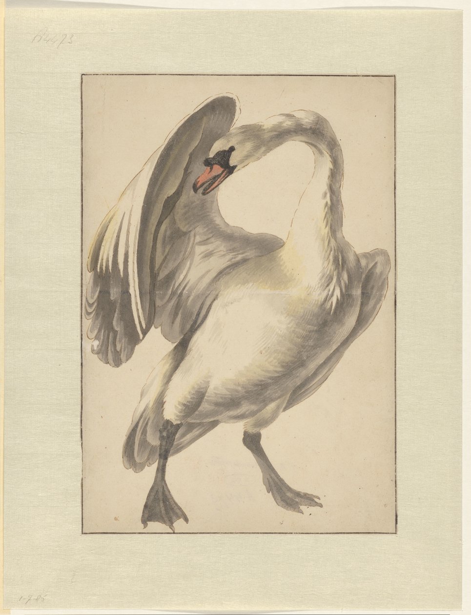 Cigno domestico bianco da Melchior d