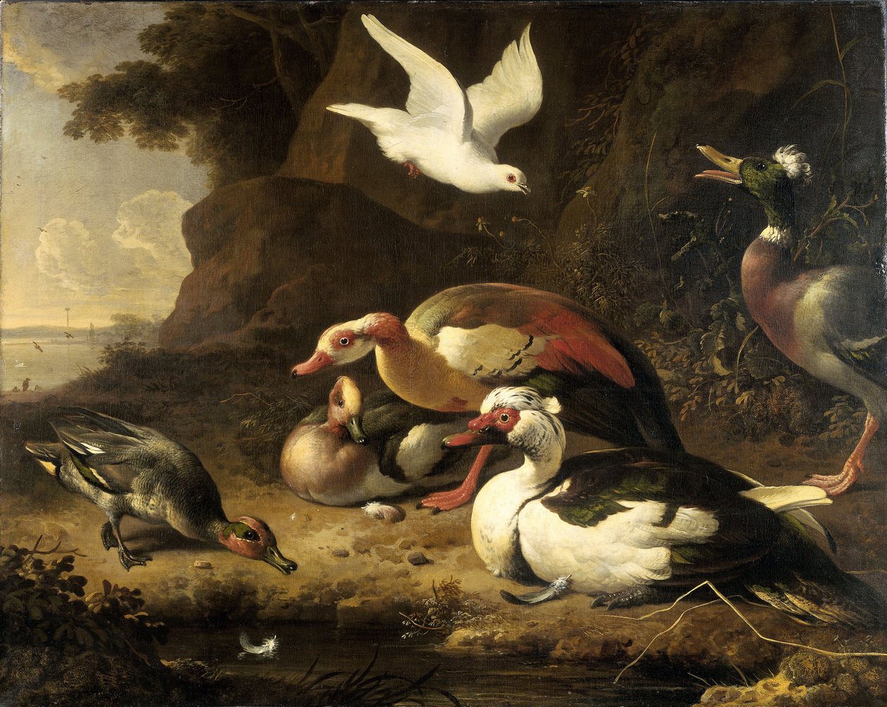 Anatre da Melchior de Hondecoeter