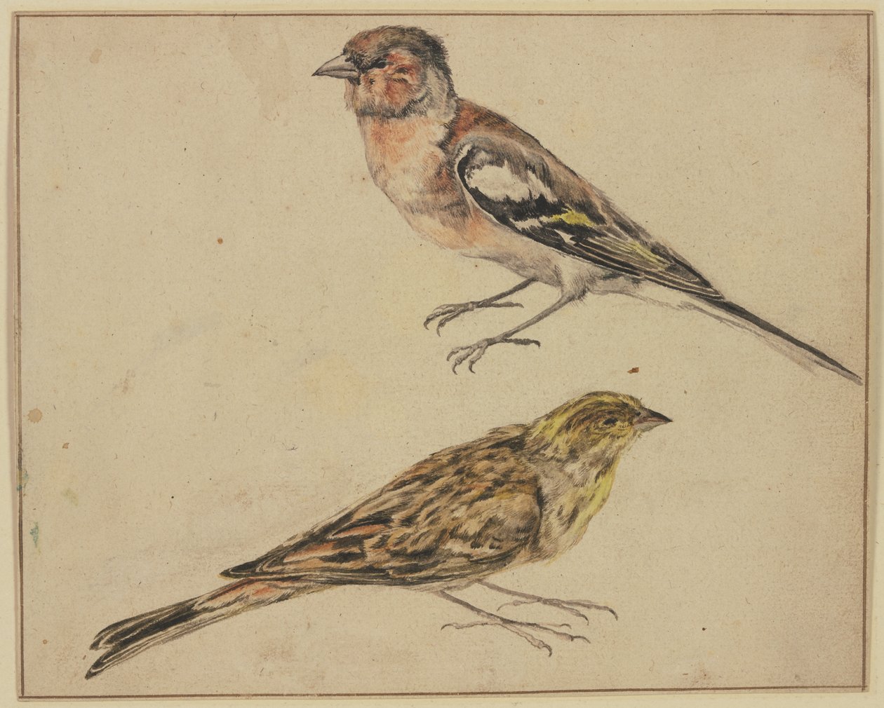 Un cardellino e un fanello da Melchior de Hondecoeter