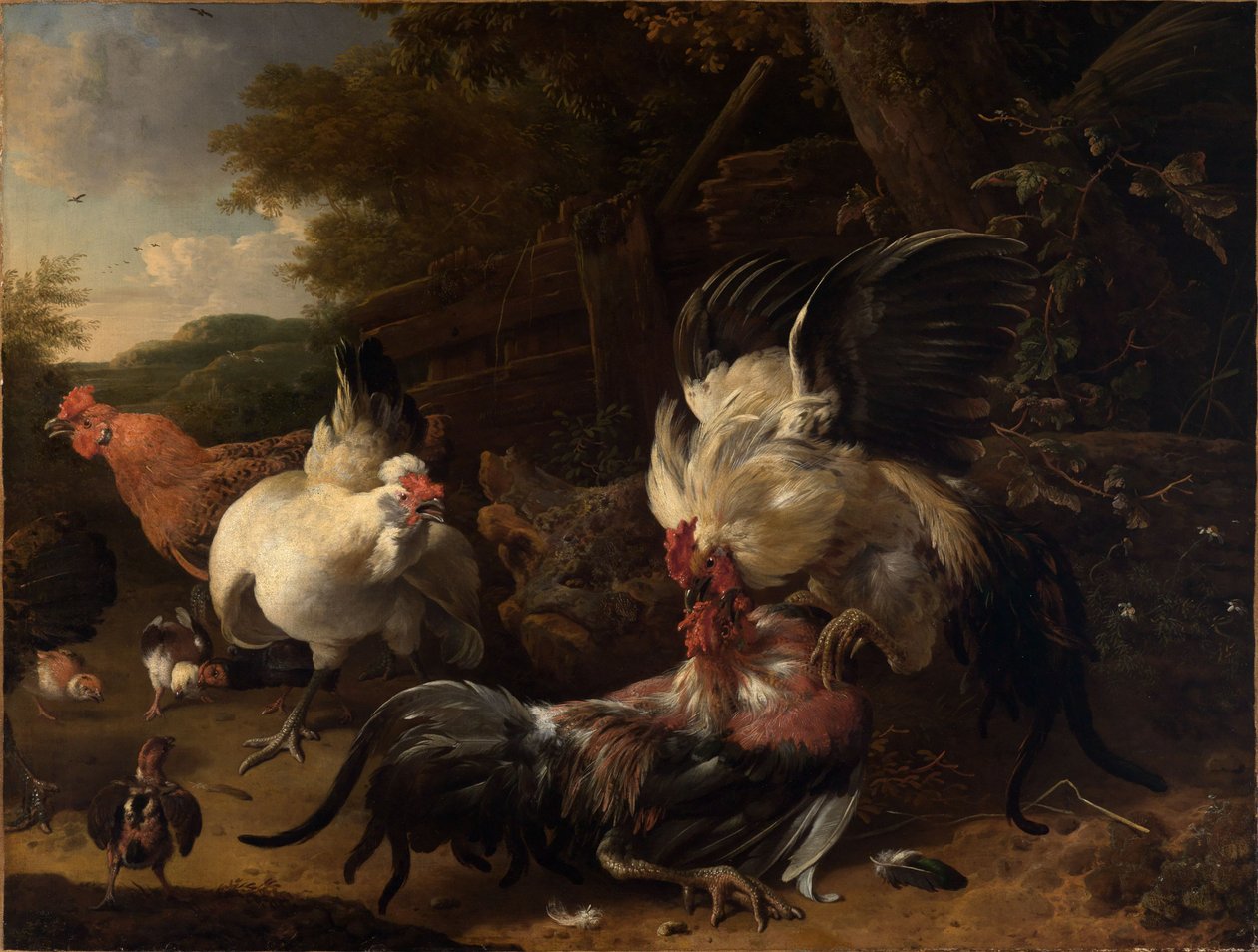Galli combattenti da Melchior de Hondecoeter