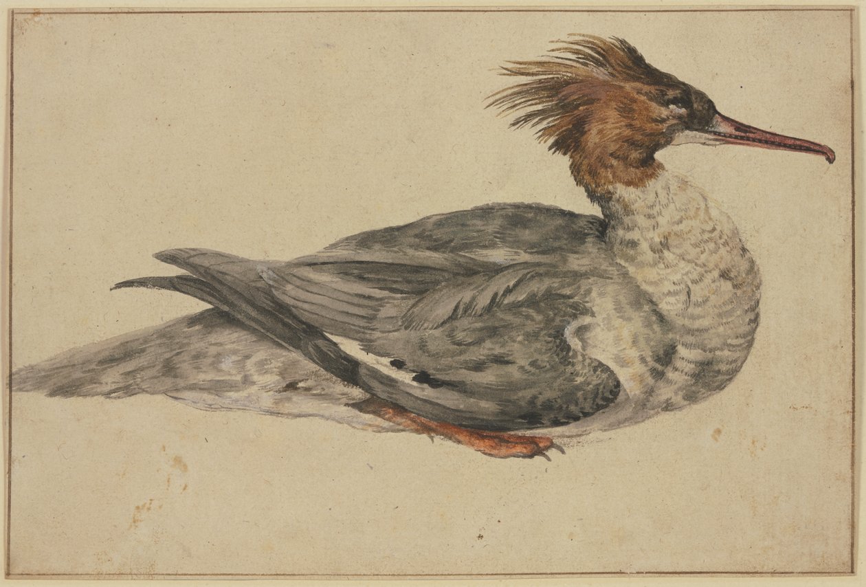 Anatra sdraiata con cresta marrone, becco e zampe rossi da Melchior de Hondecoeter