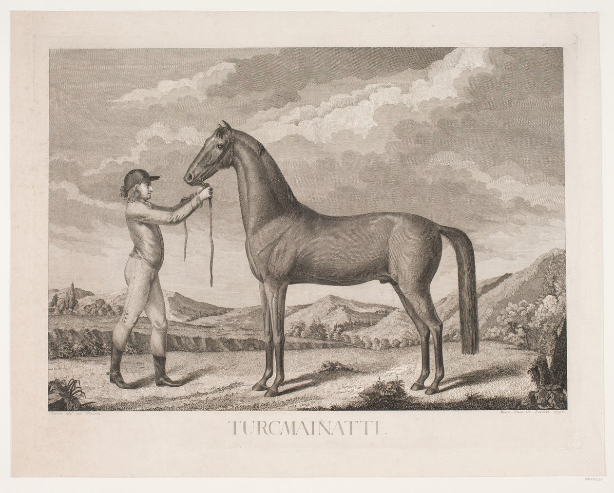Il cavallo "Turcmainatti" da Meno Haas
