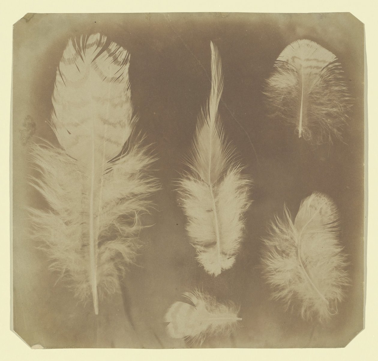 Piume di pollo, ca. 1840 da Mervyn Herbert Nevil Story Maskelyne