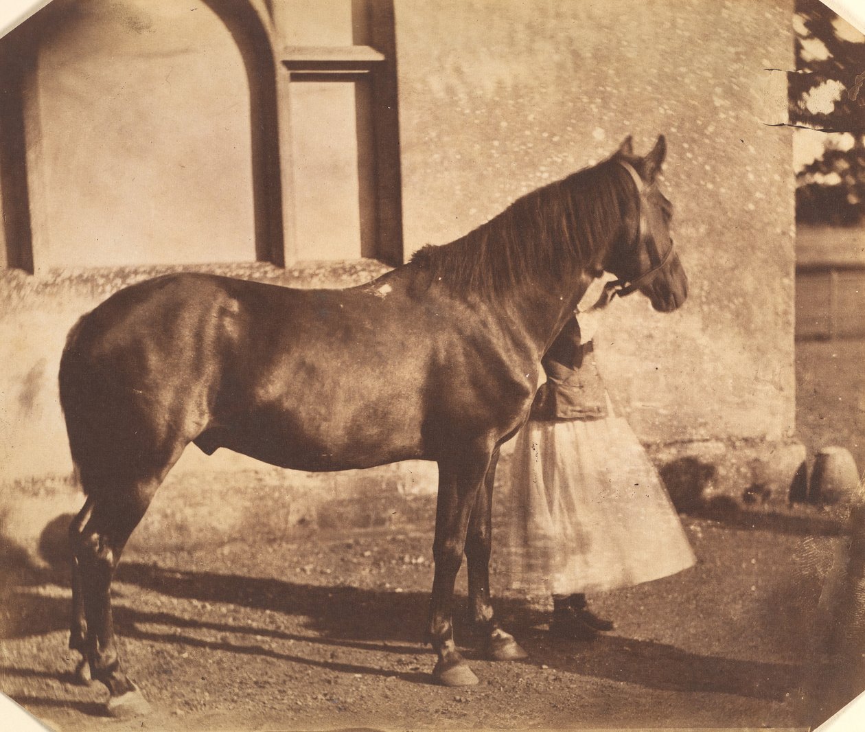Sultano, metà degli anni 1850 da Mervyn Herbert Nevil Story Maskelyne