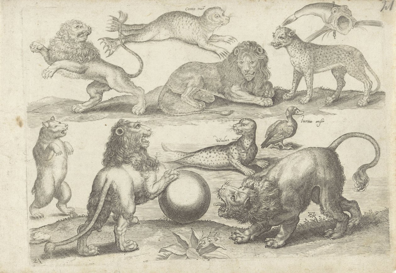 Foglio di studio con esempi di disegno: vari animali da Michael Snijders