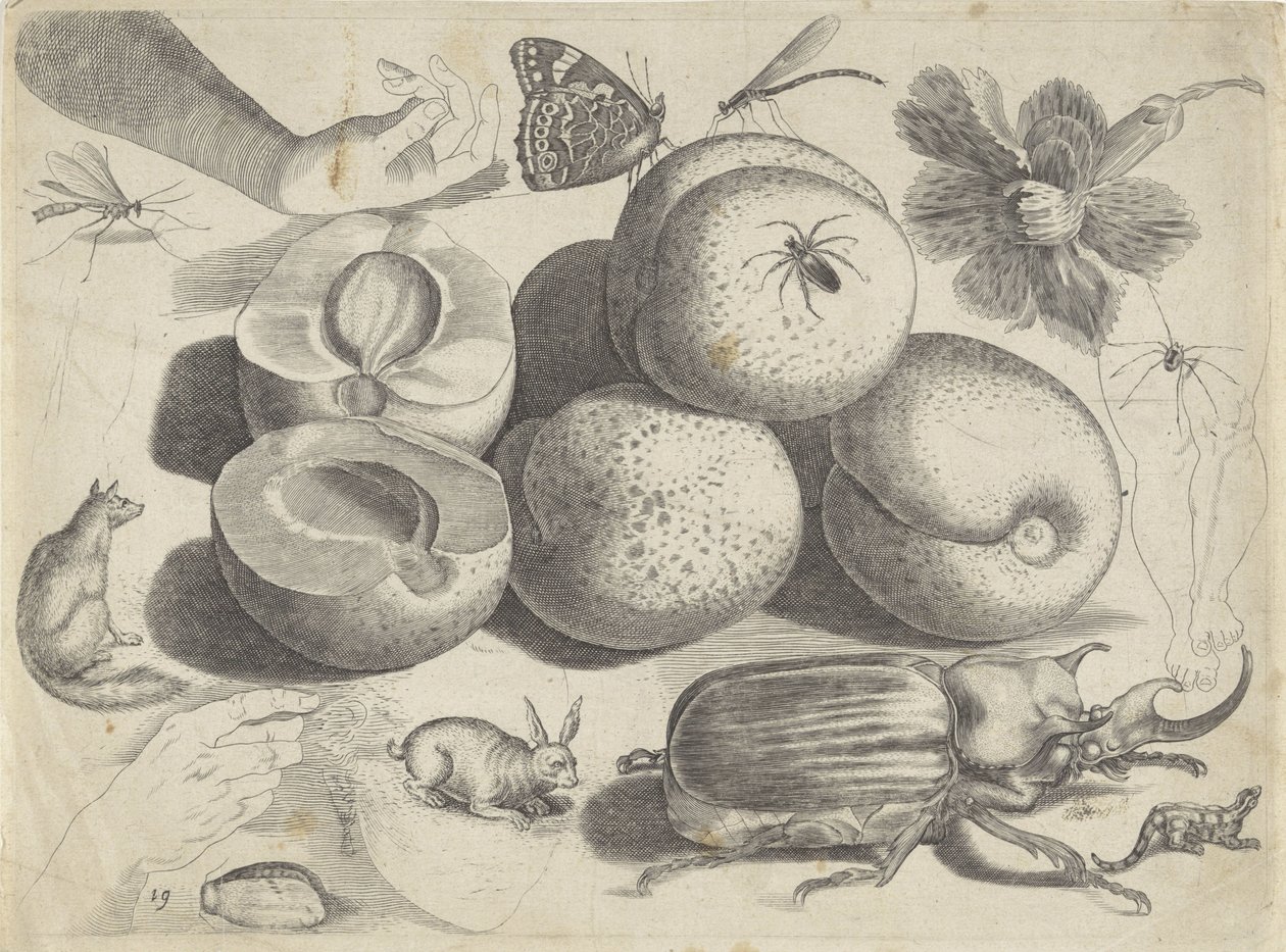 Foglio di studio con esempi di disegno: frutti, animali, insetti e mani da Michael Snijders