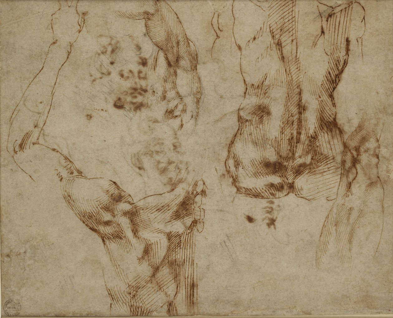 Studio di una schiena e una spalla da Michelangelo Buonarroti