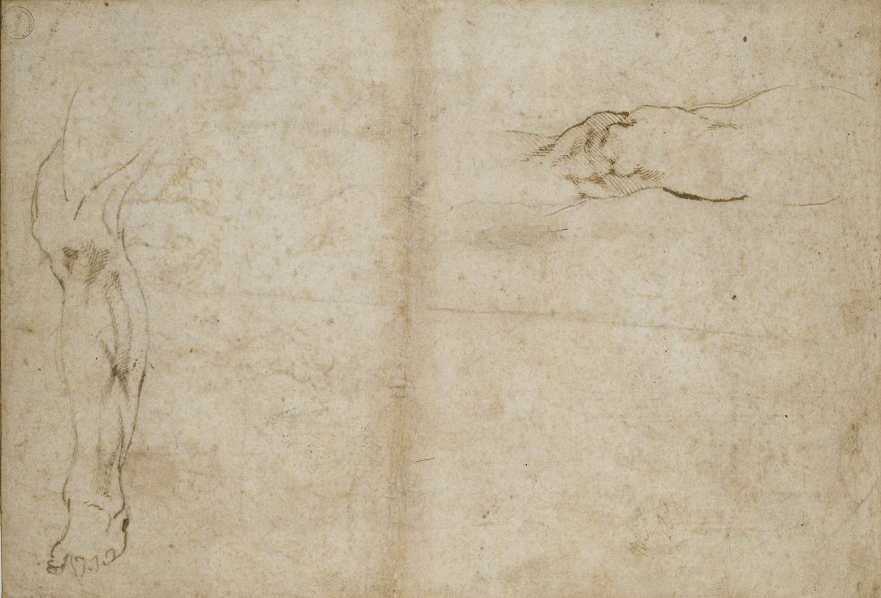 Studio di una gamba umana, XVI secolo da Michelangelo Buonarroti
