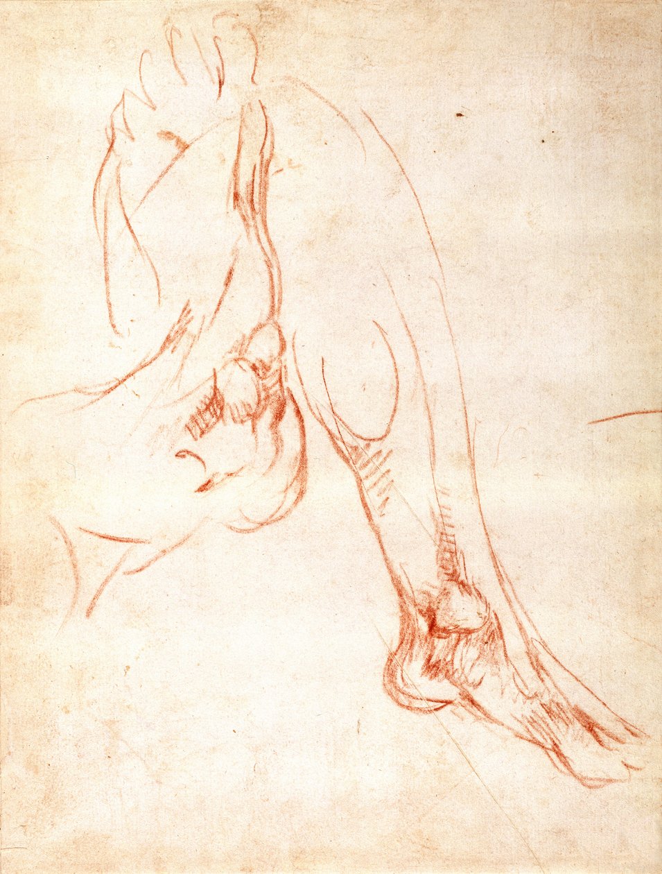 Studio di una gamba e piede inferiori (recto) da Michelangelo Buonarroti