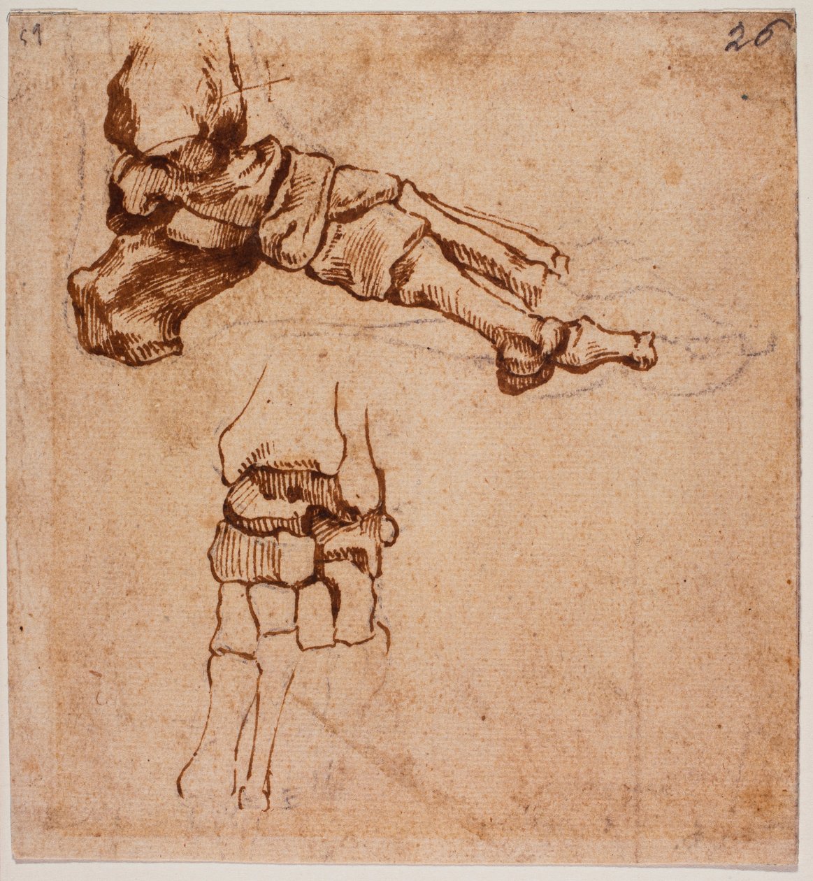 Studio anatomico del piede da Michelangelo (after) Buonarroti
