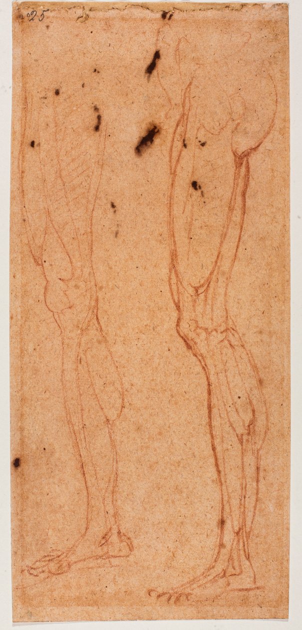 Studio di una gamba da Michelangelo (after) Buonarroti