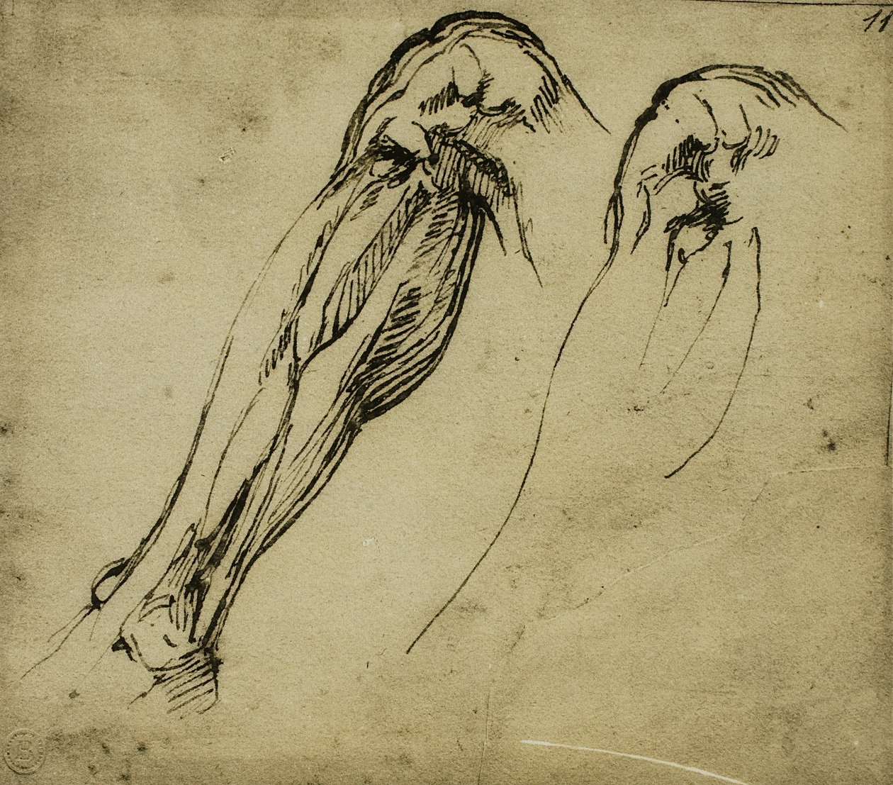 Studi anatomici di una gamba da Michelangelo Buonarroti