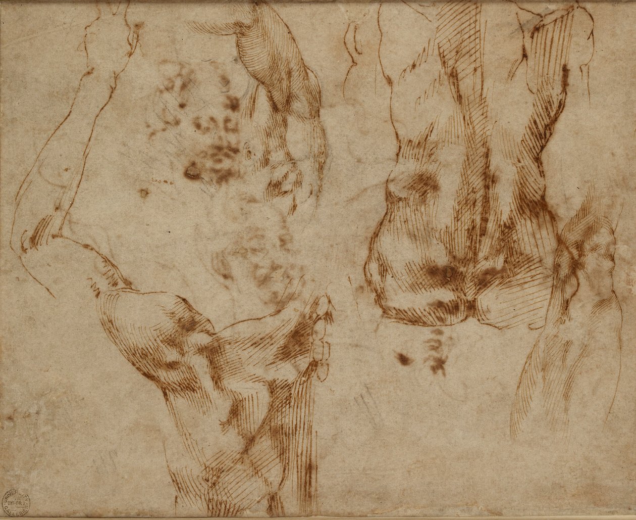 Studi di nudo, c1490-1560 da Michelangelo Buonarroti