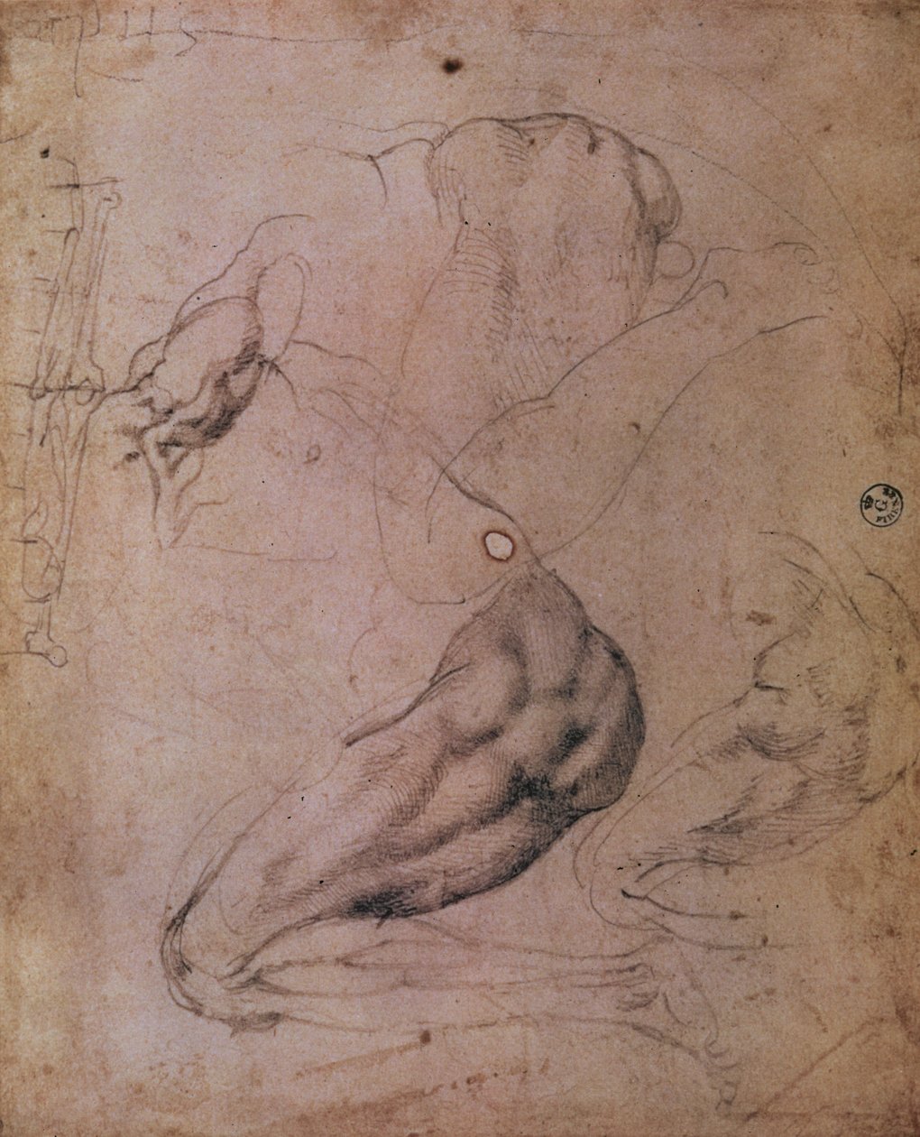 Soffitto della Cappella Sistina (1508-12): schizzi della figura di Eva dalla scena del Peccato Originale da Michelangelo Buonarroti