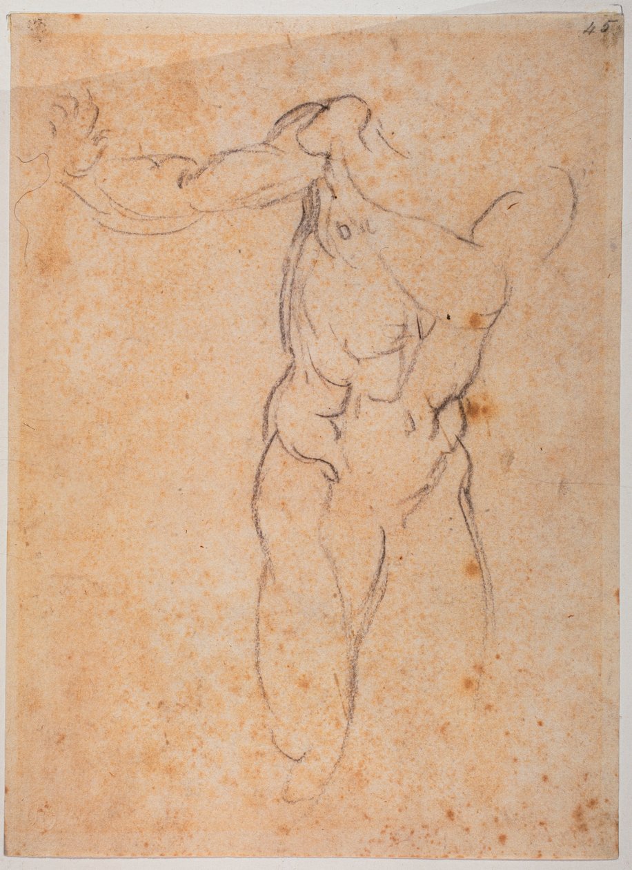 Studio per Adamo della 