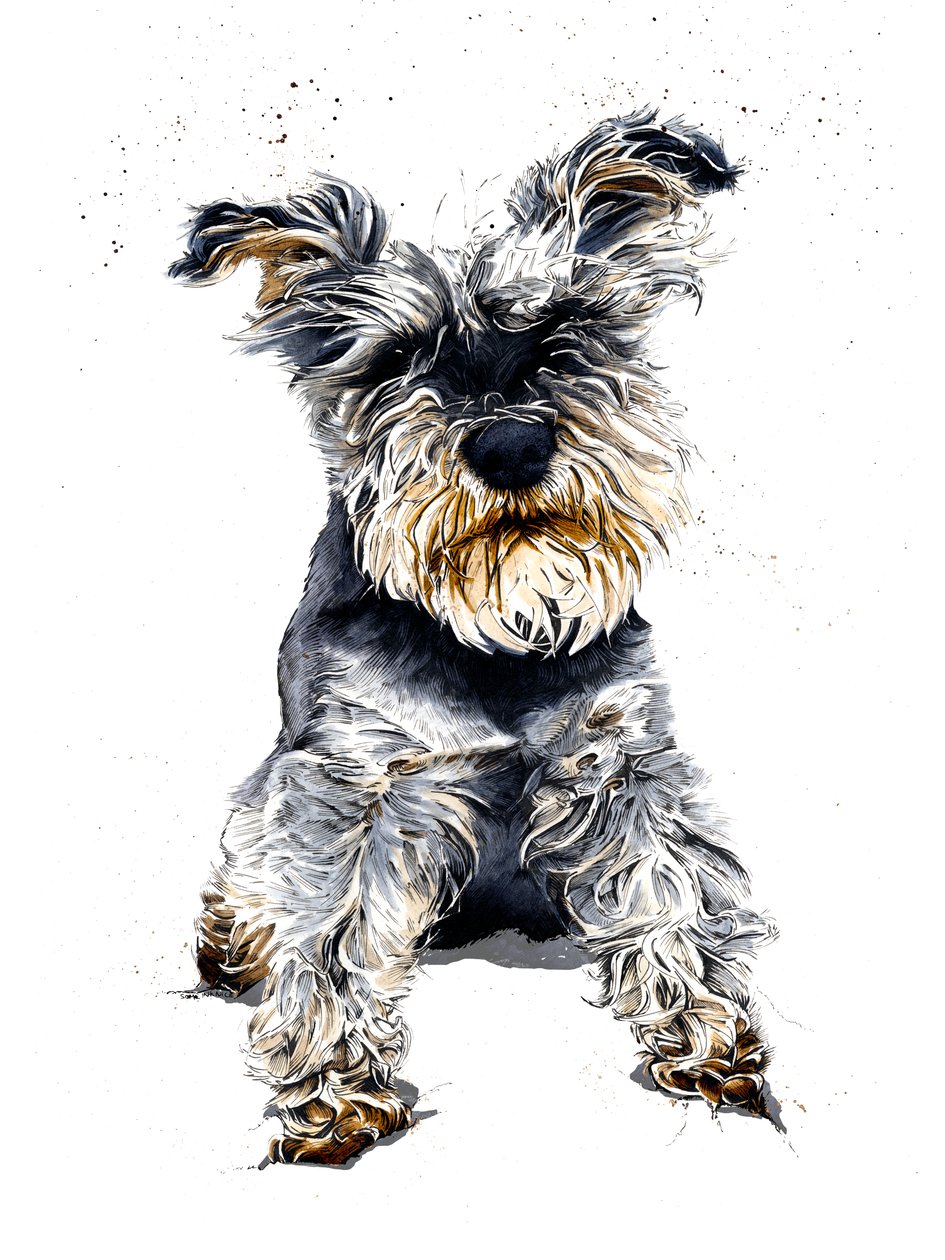 Ollie lo schnauzer su bianco da Mike Davis