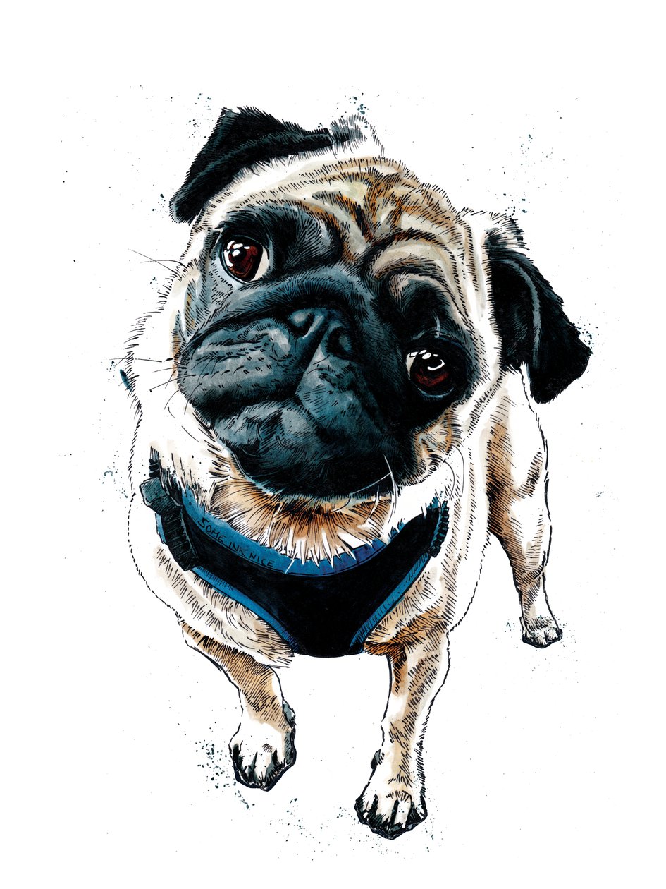 Teddy il carlino su bianco, 2019 da Mike Davis