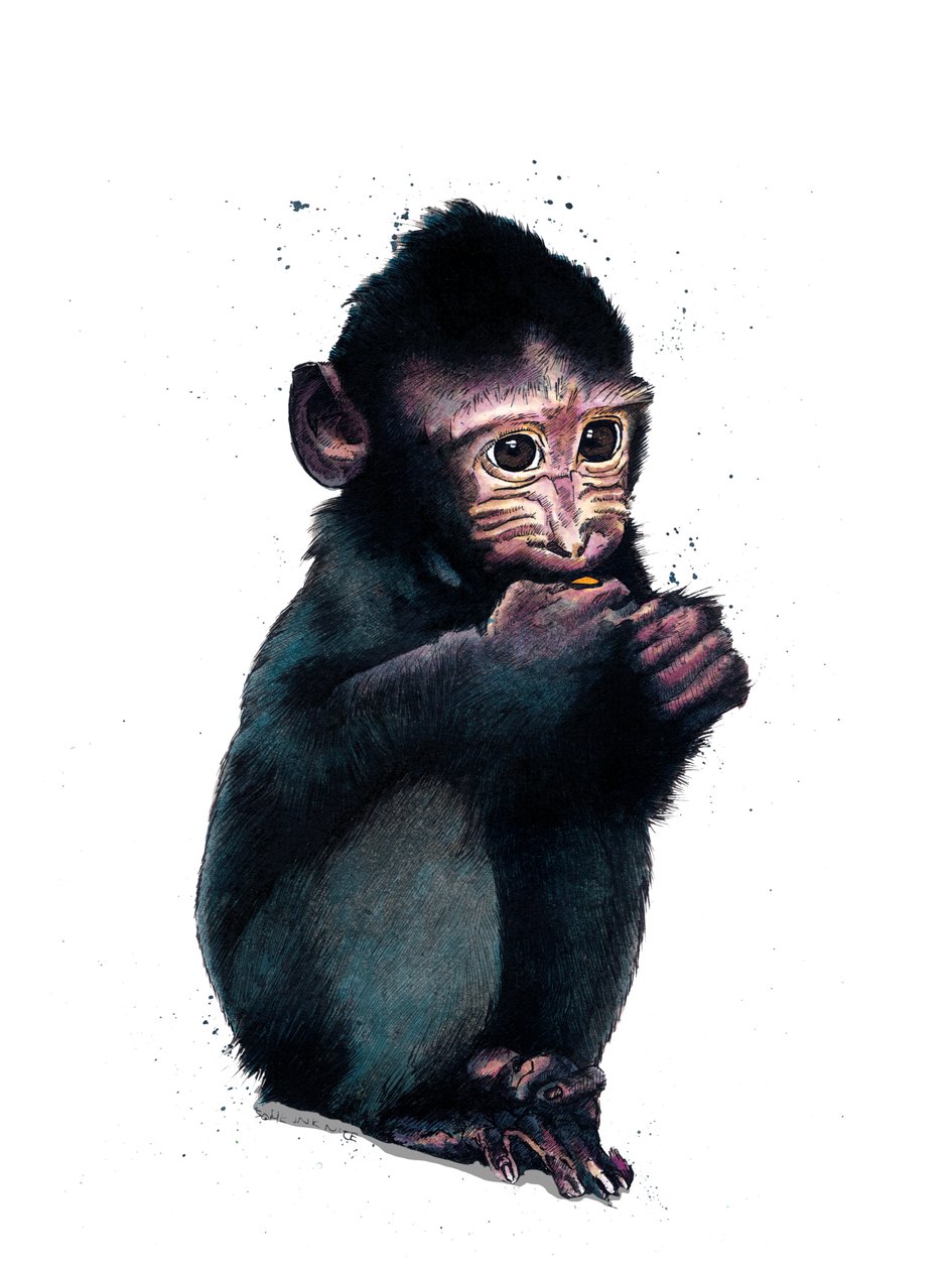 Il Macaco Cucciolo su Bianco, 2020 da Mike Davis