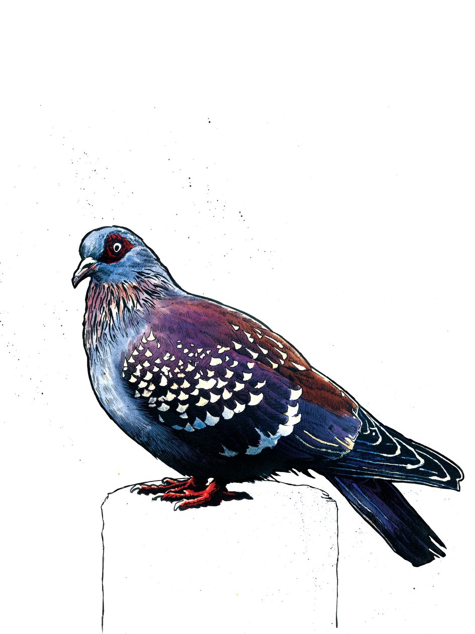Il piccione su bianco da Mike Davis