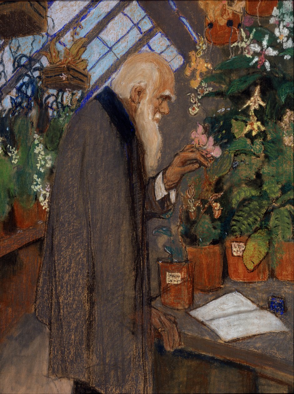 Ritratto dello scienziato Charles Robert Darwin che esamina piante nella serra Langdon-Down da Mikhail Dmitrievich Ezuchevsky