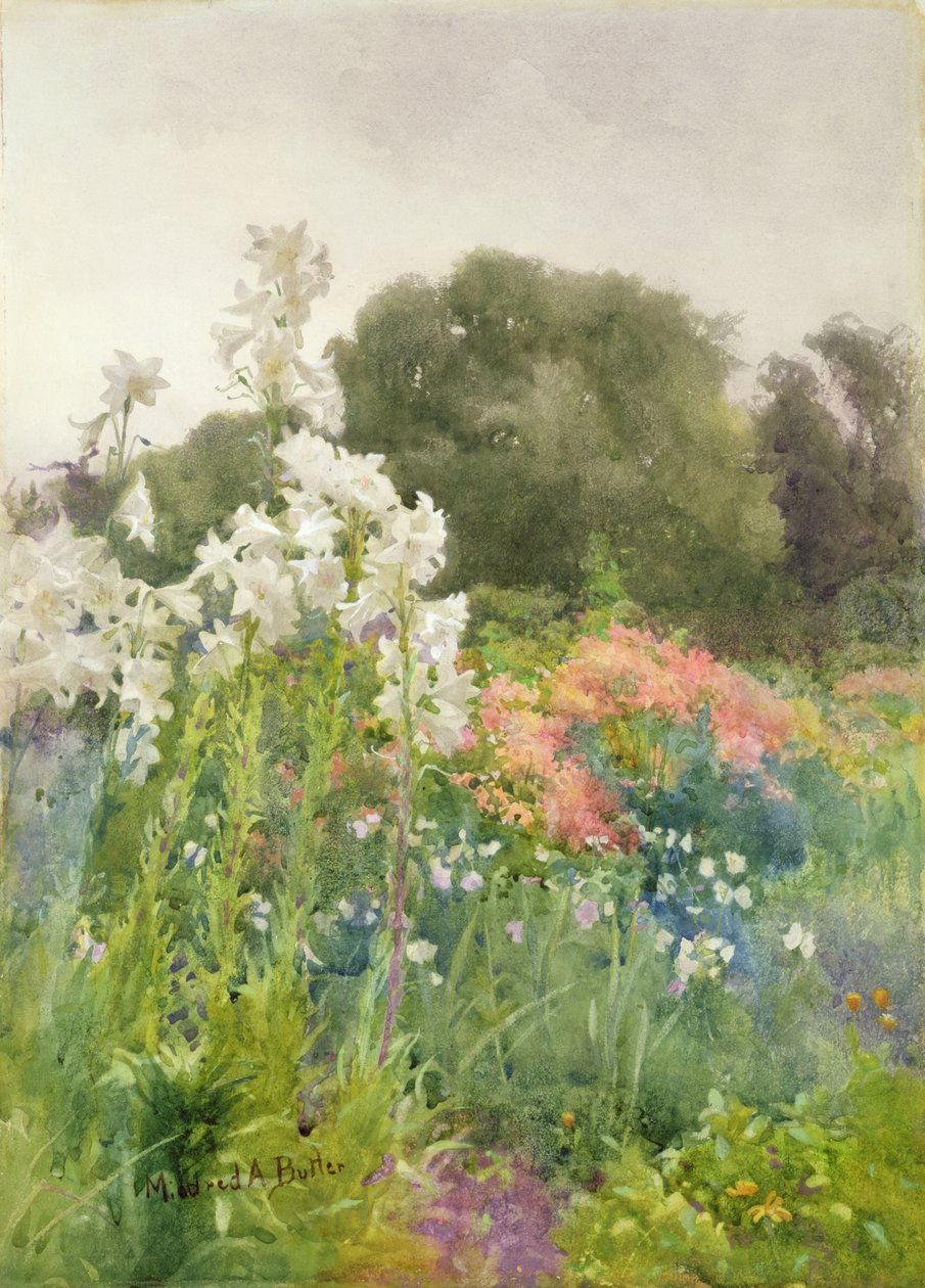 Gigli della Madonna da Mildred Anne Butler
