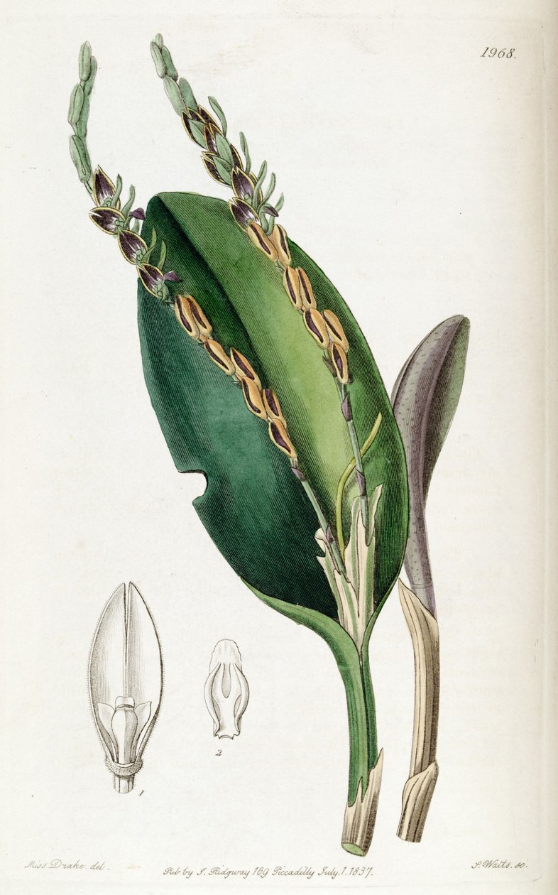 Acianthera saurocephala (come sin. Pleurothallis saurocephala) da Miss Drake